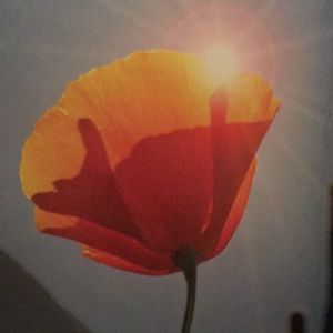 Meet your Posher, Lonnie kay